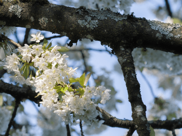 Branche avec fleurs blanches au matin