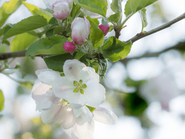 Branche avec fleurs blanches au printemps